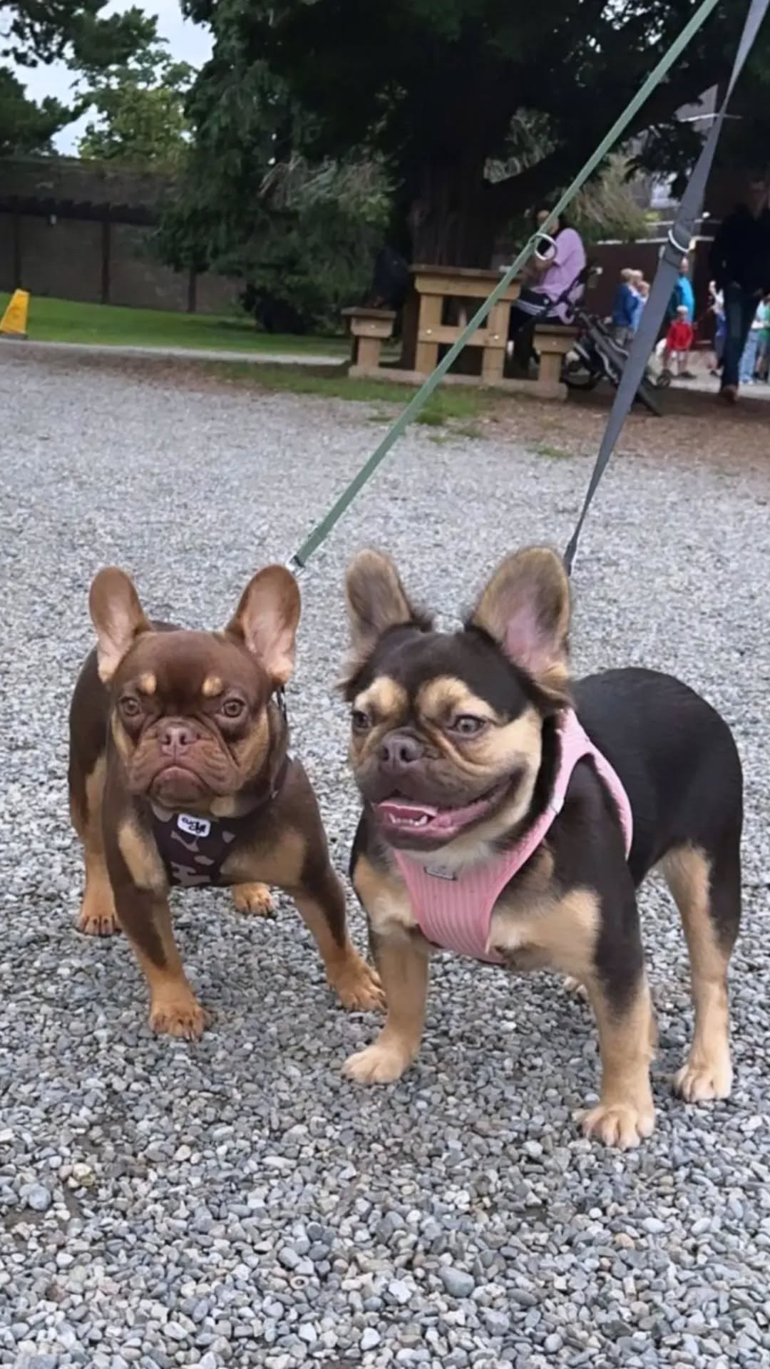 Dog Image
