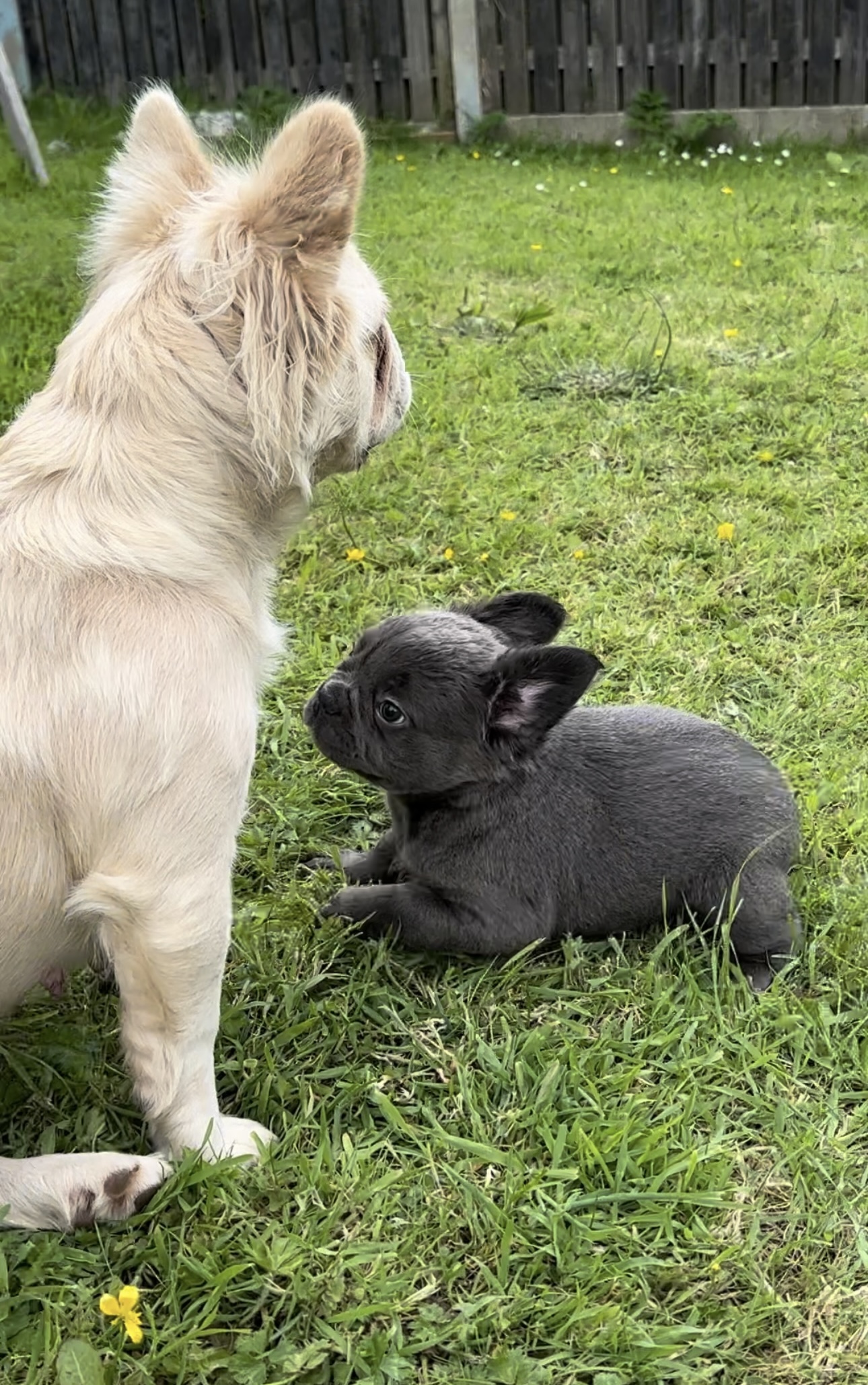 French bulldog