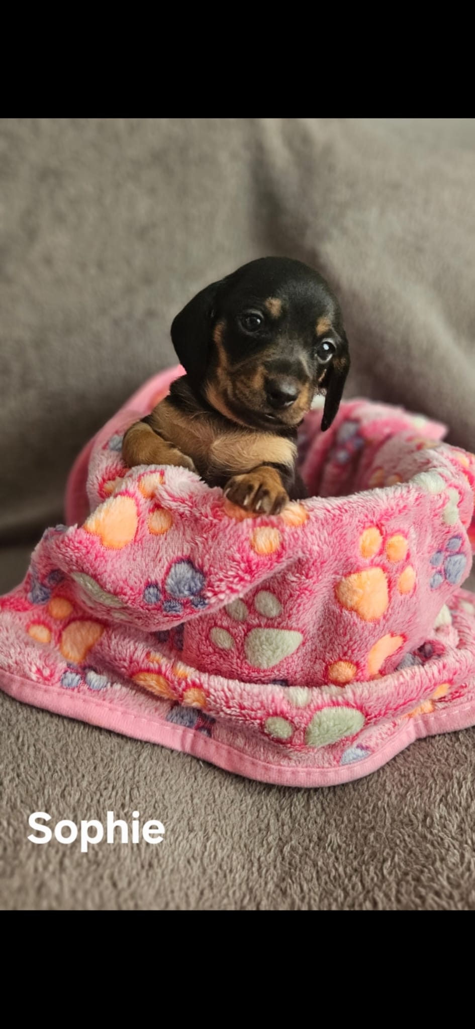Miniature Daschunds