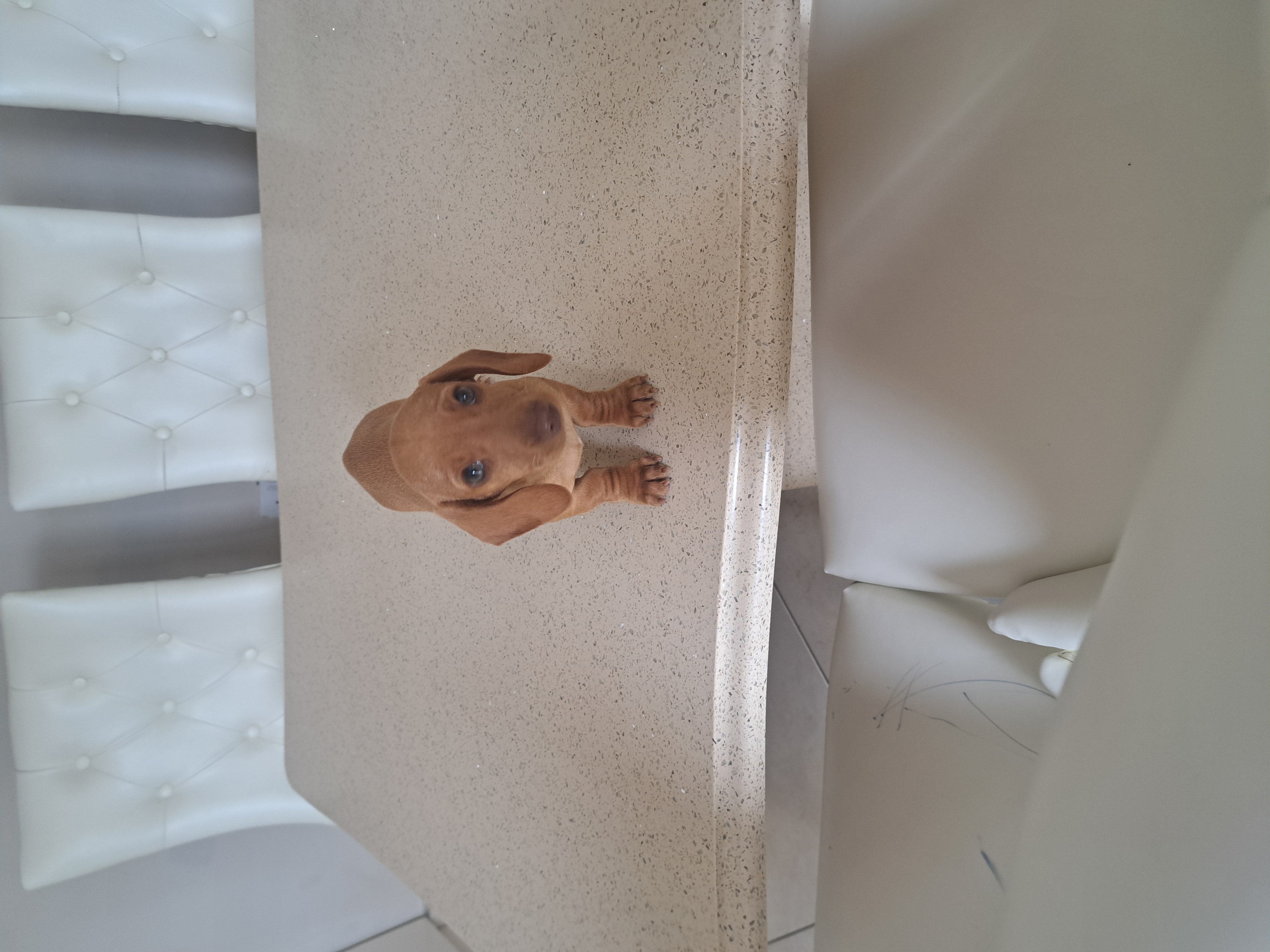 Miniature Daschunds