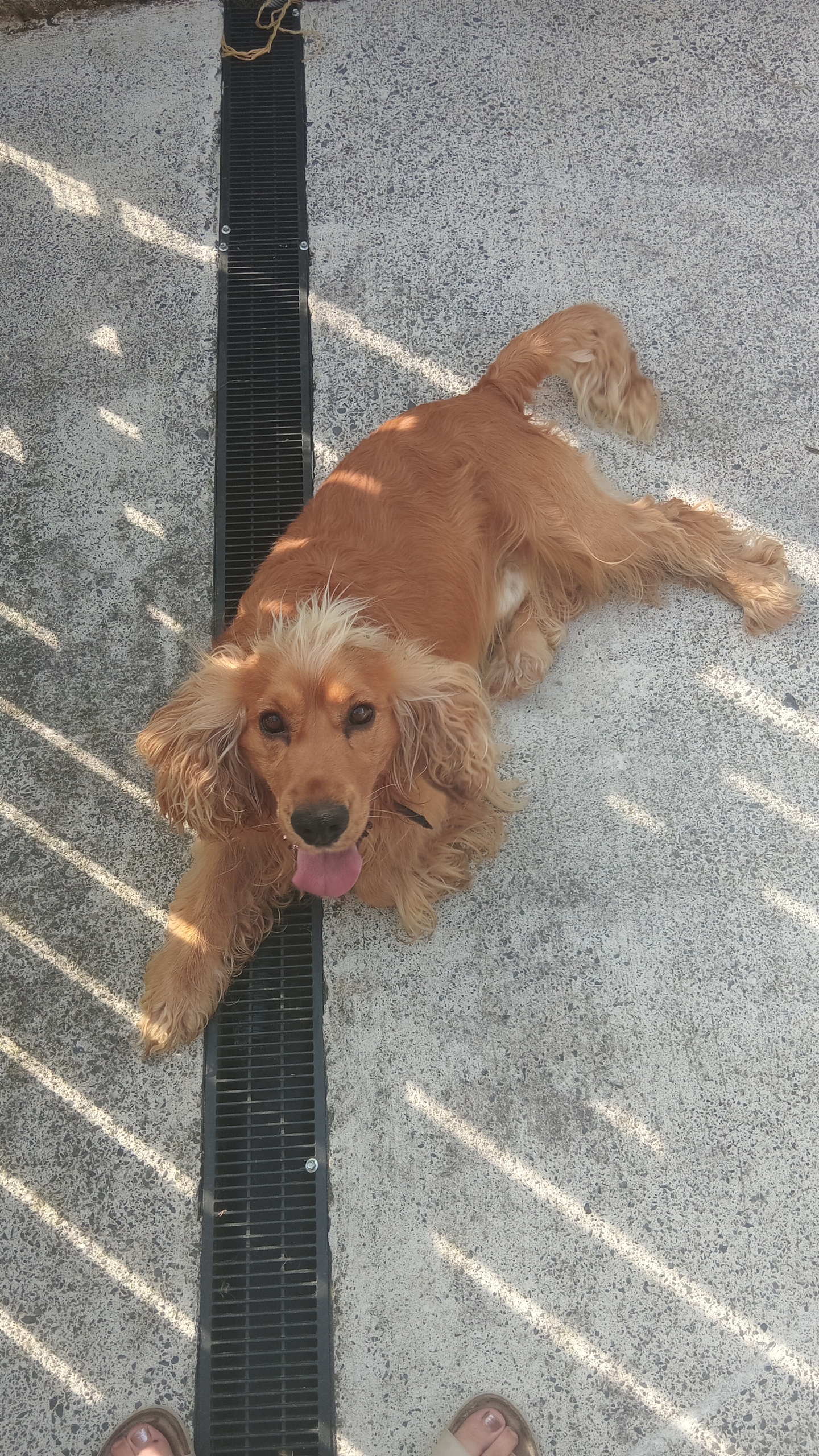 Dog Image