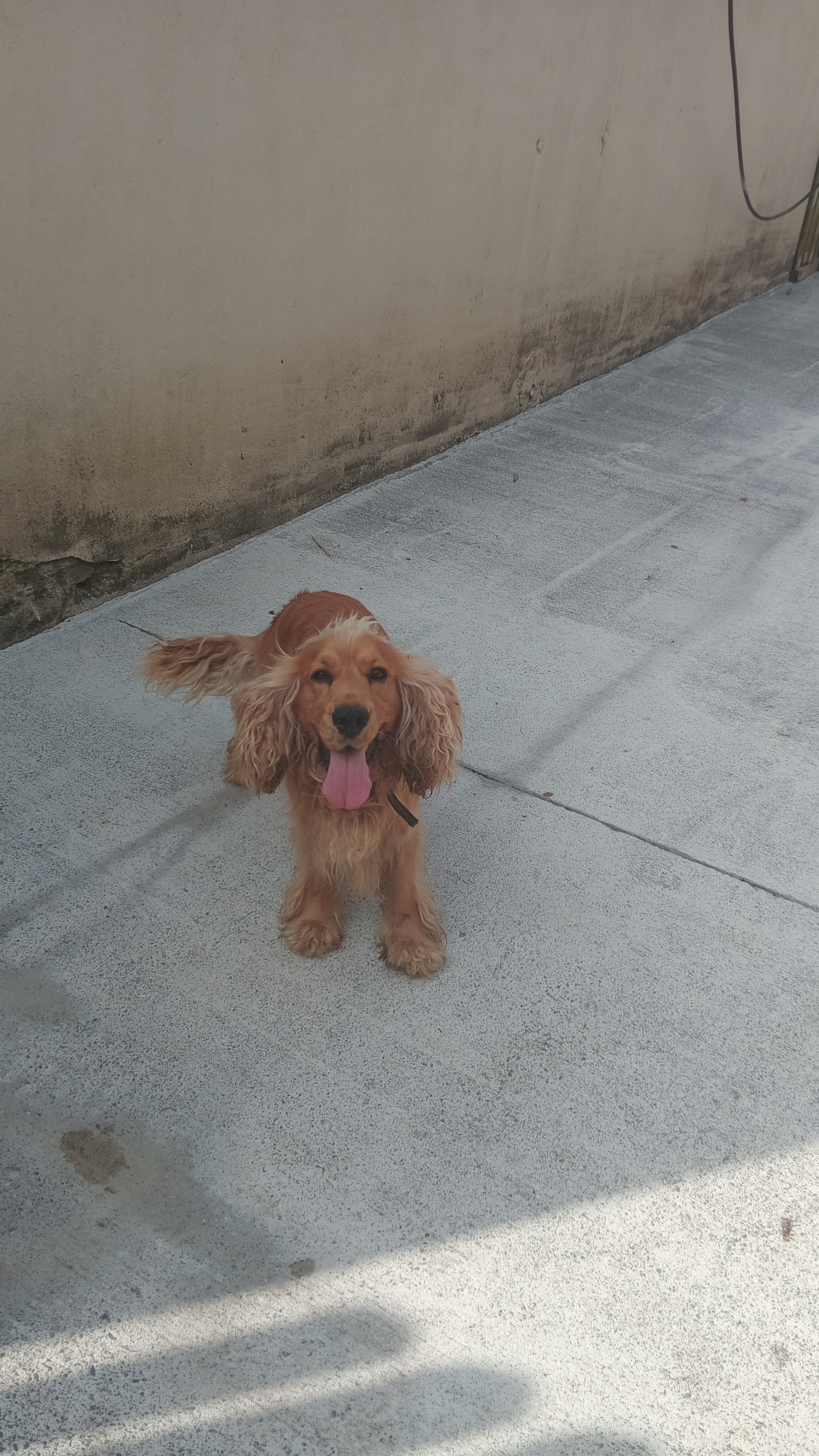 Dog Image
