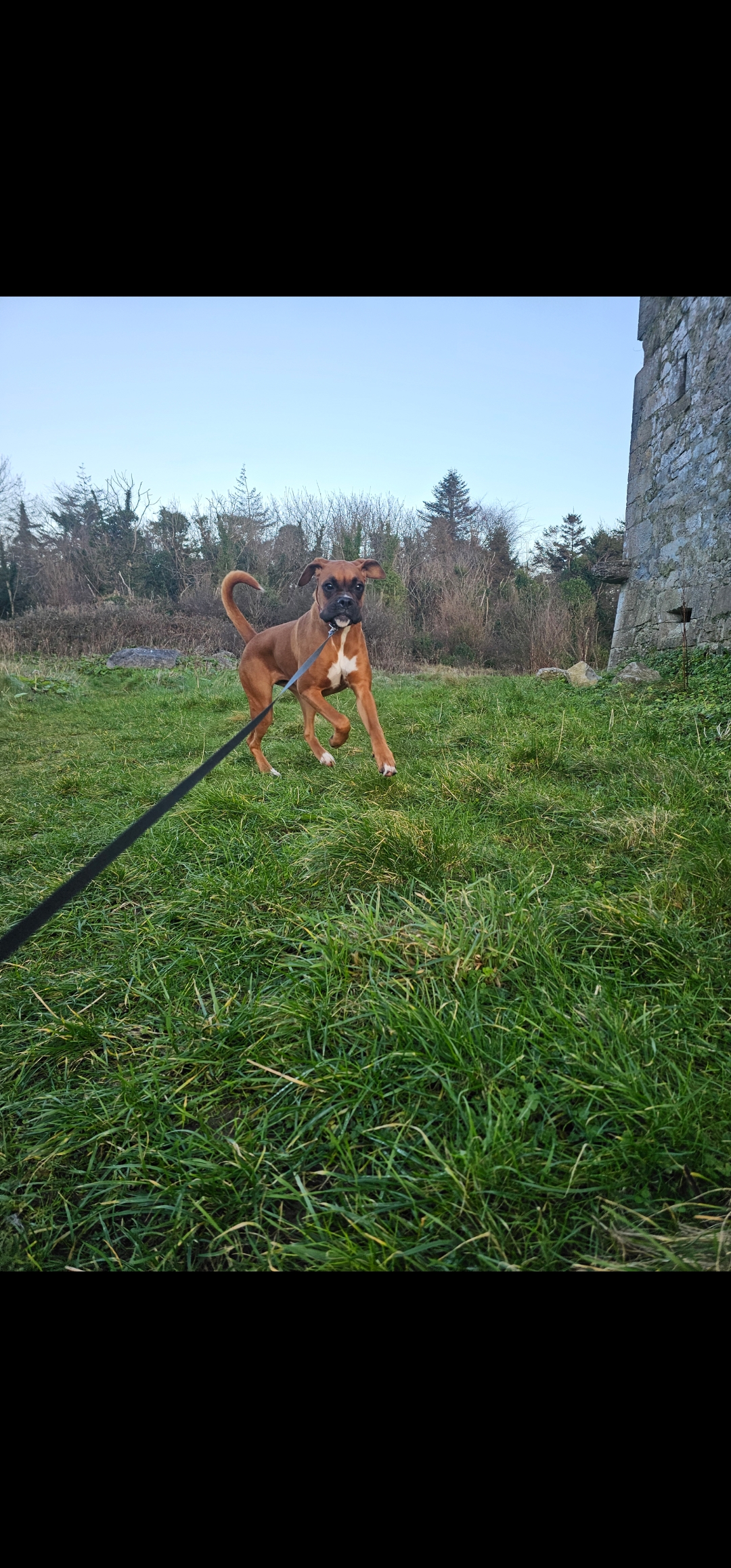 Dog Image