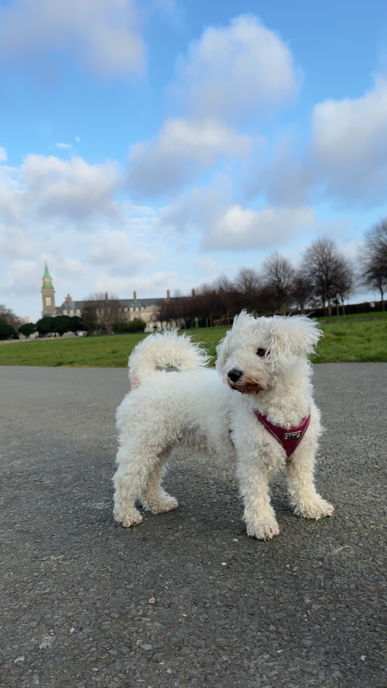Dog Image