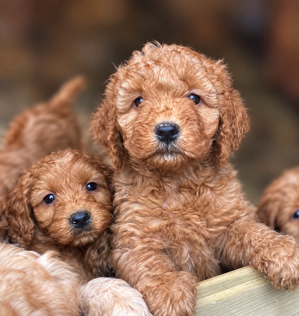 Dog Image