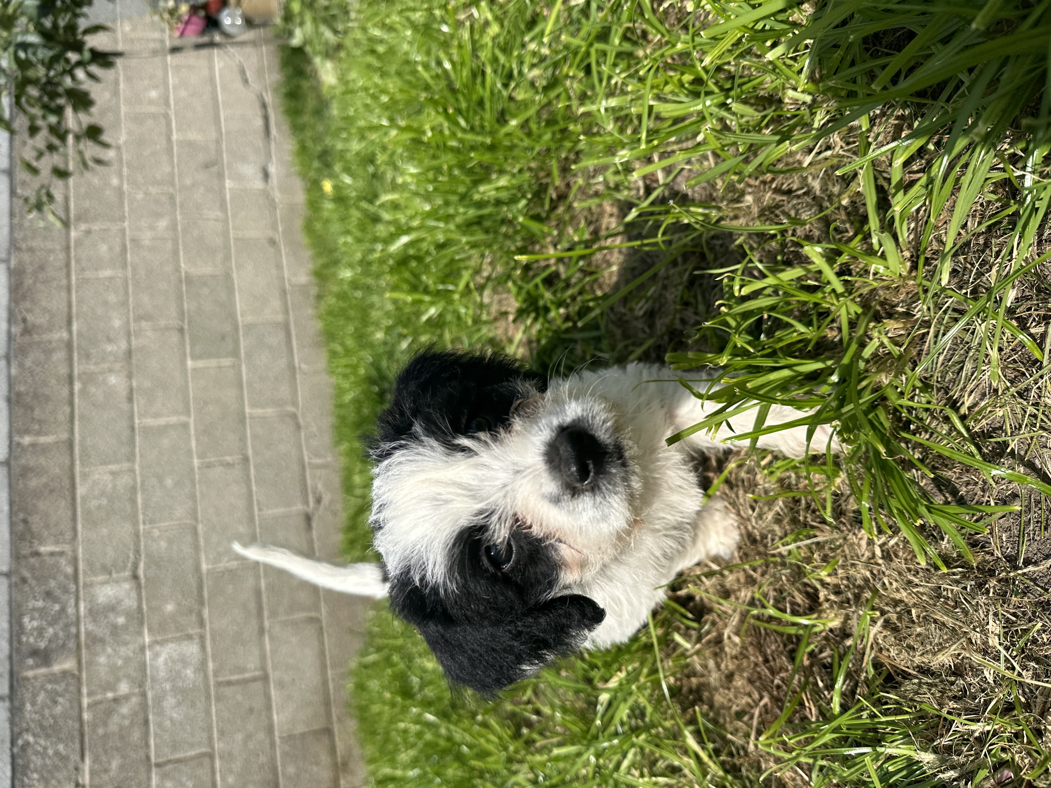 Dog Image