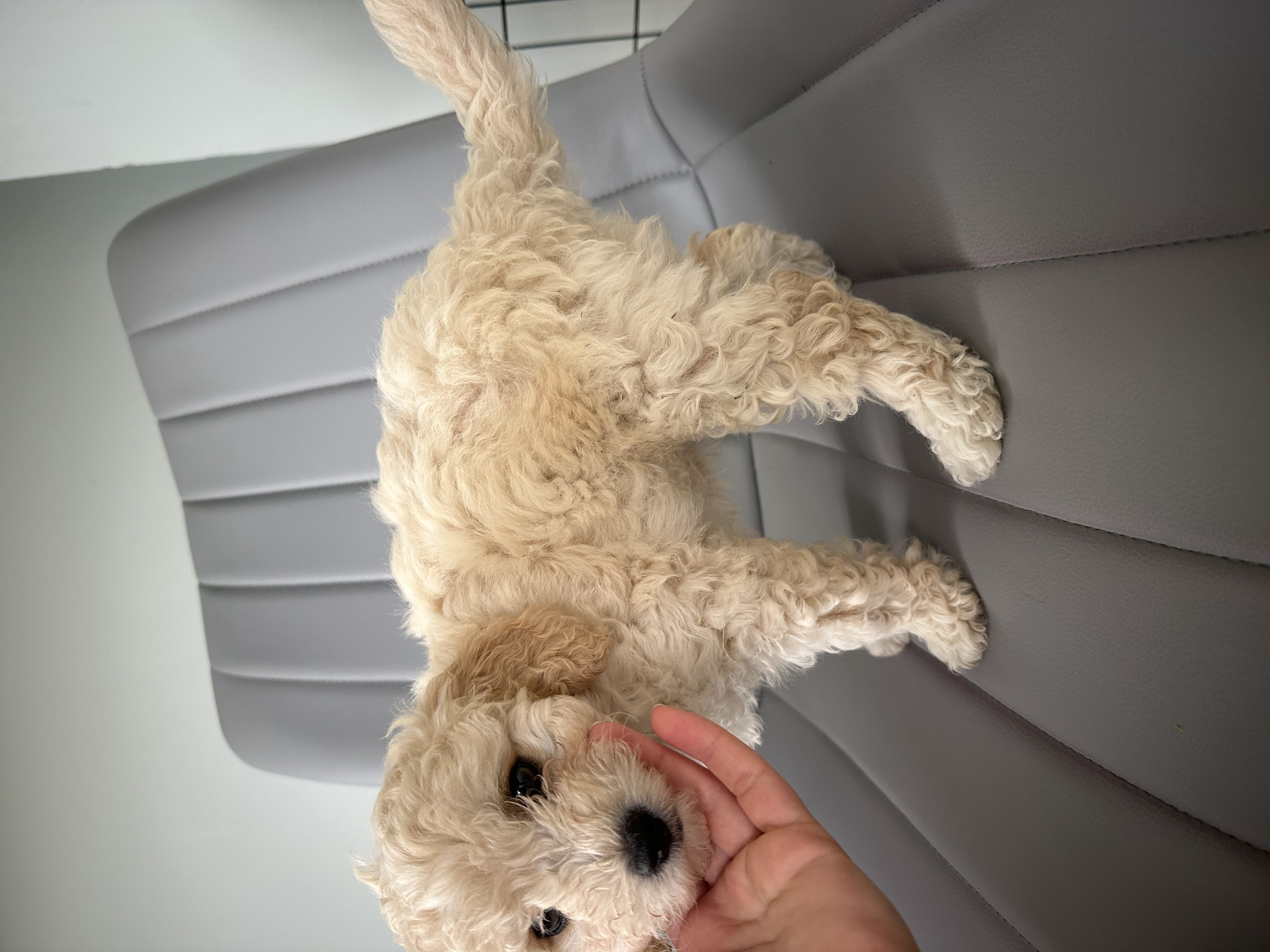 Dog Image