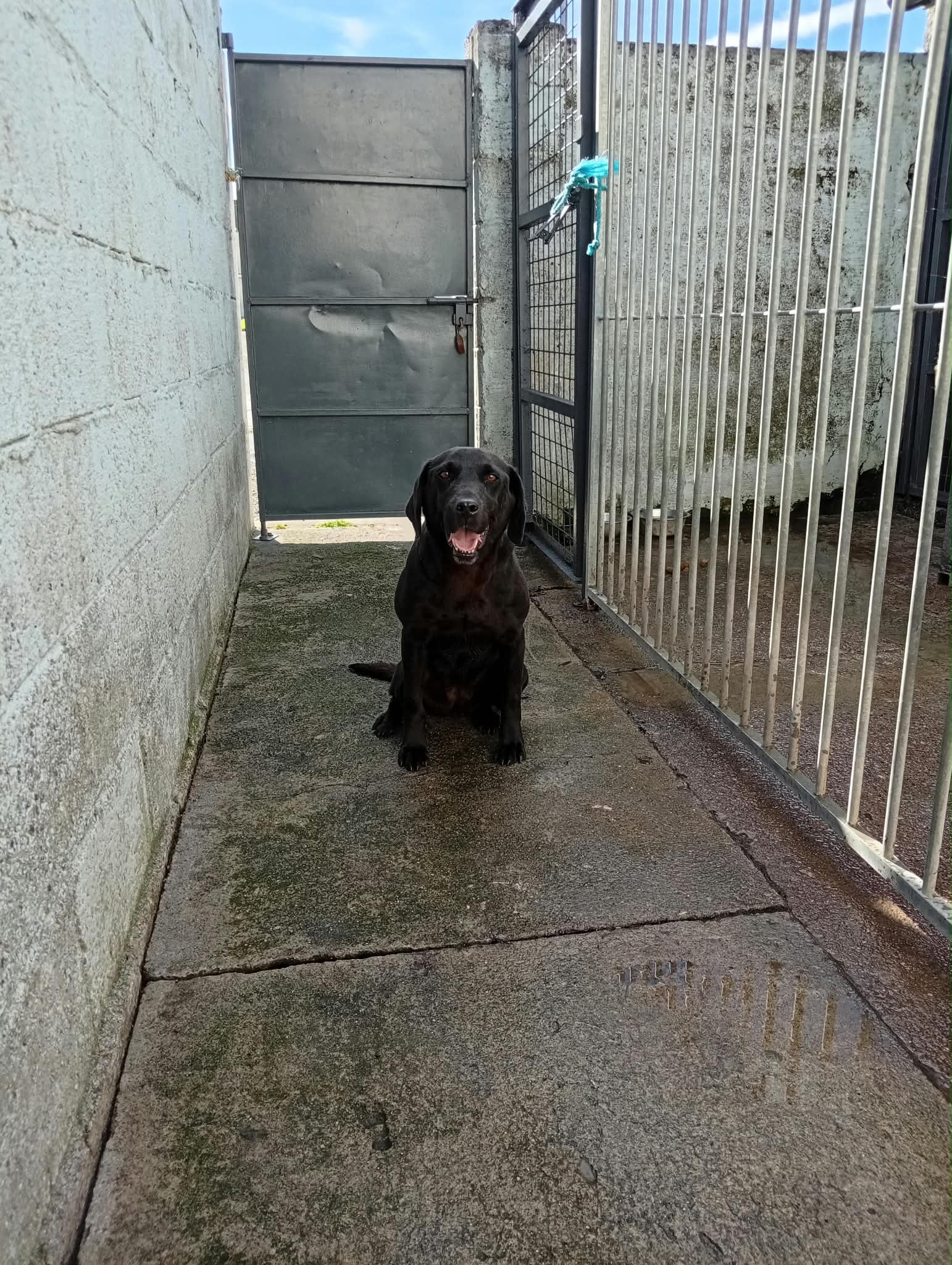 Dog Image