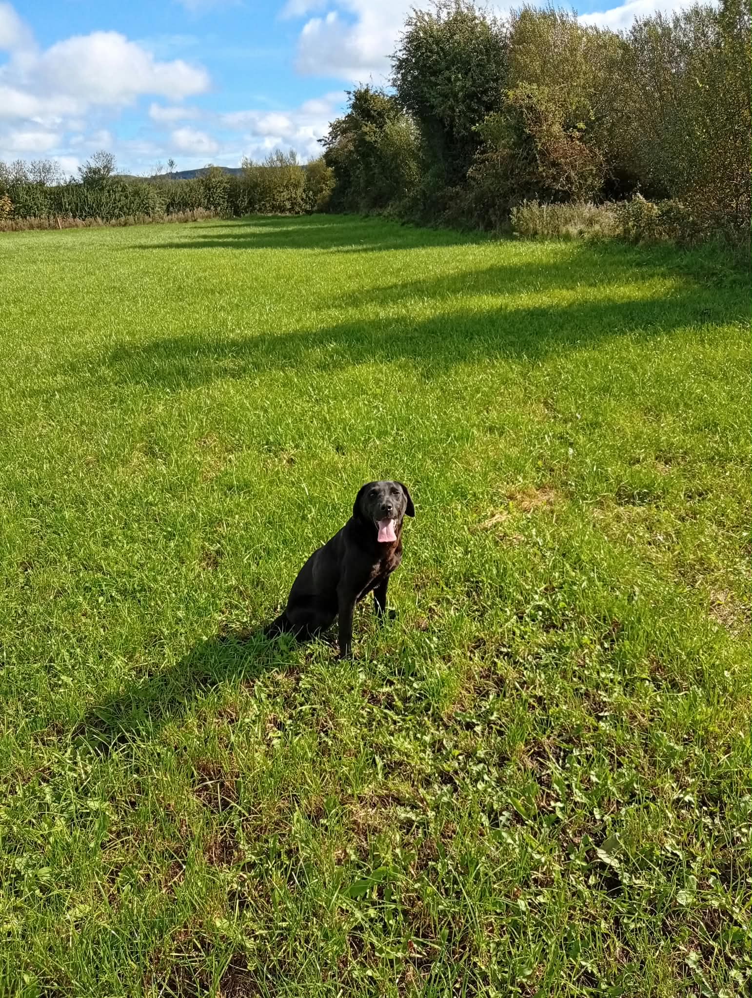 Dog Image