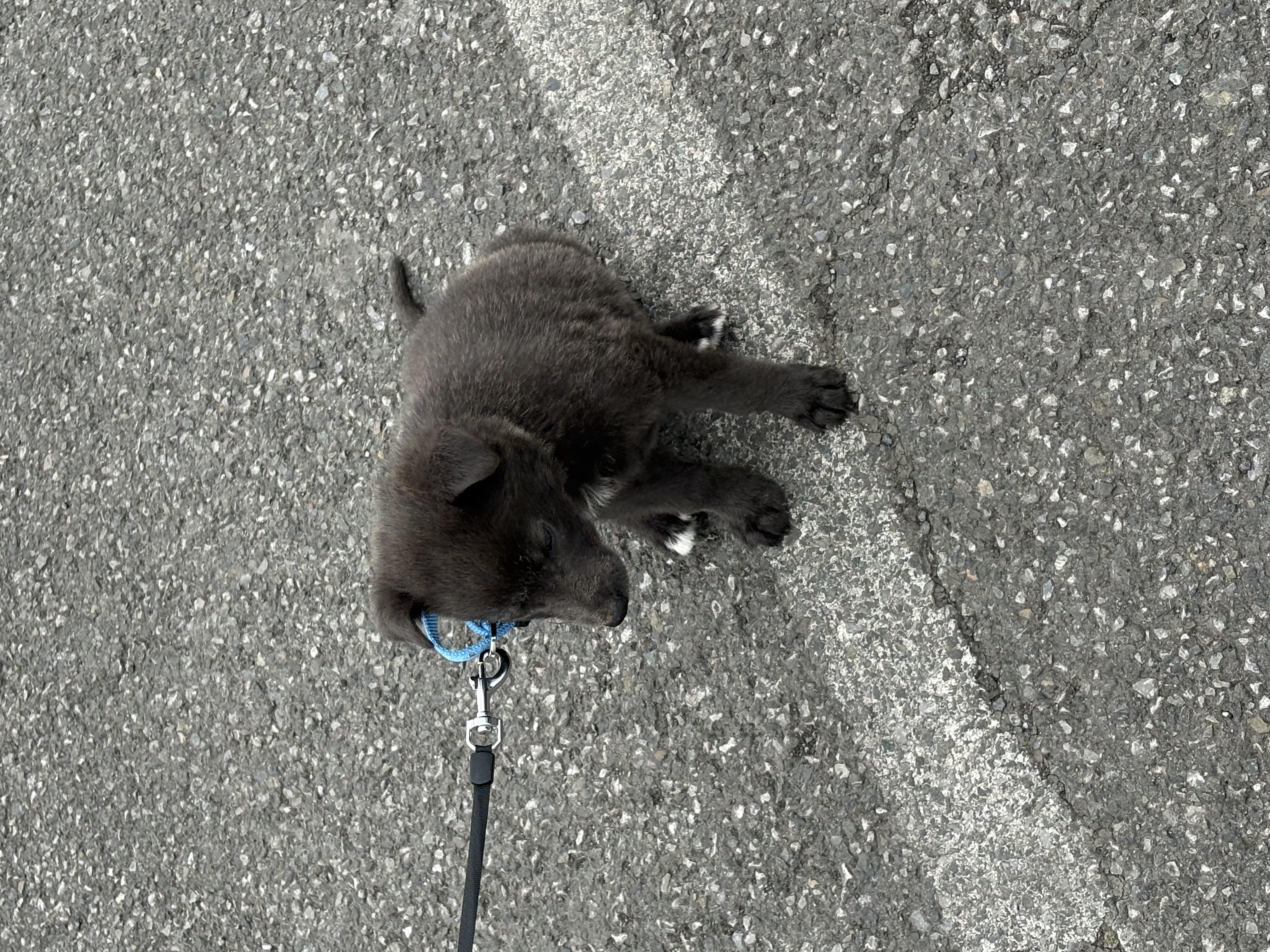 Dog Image