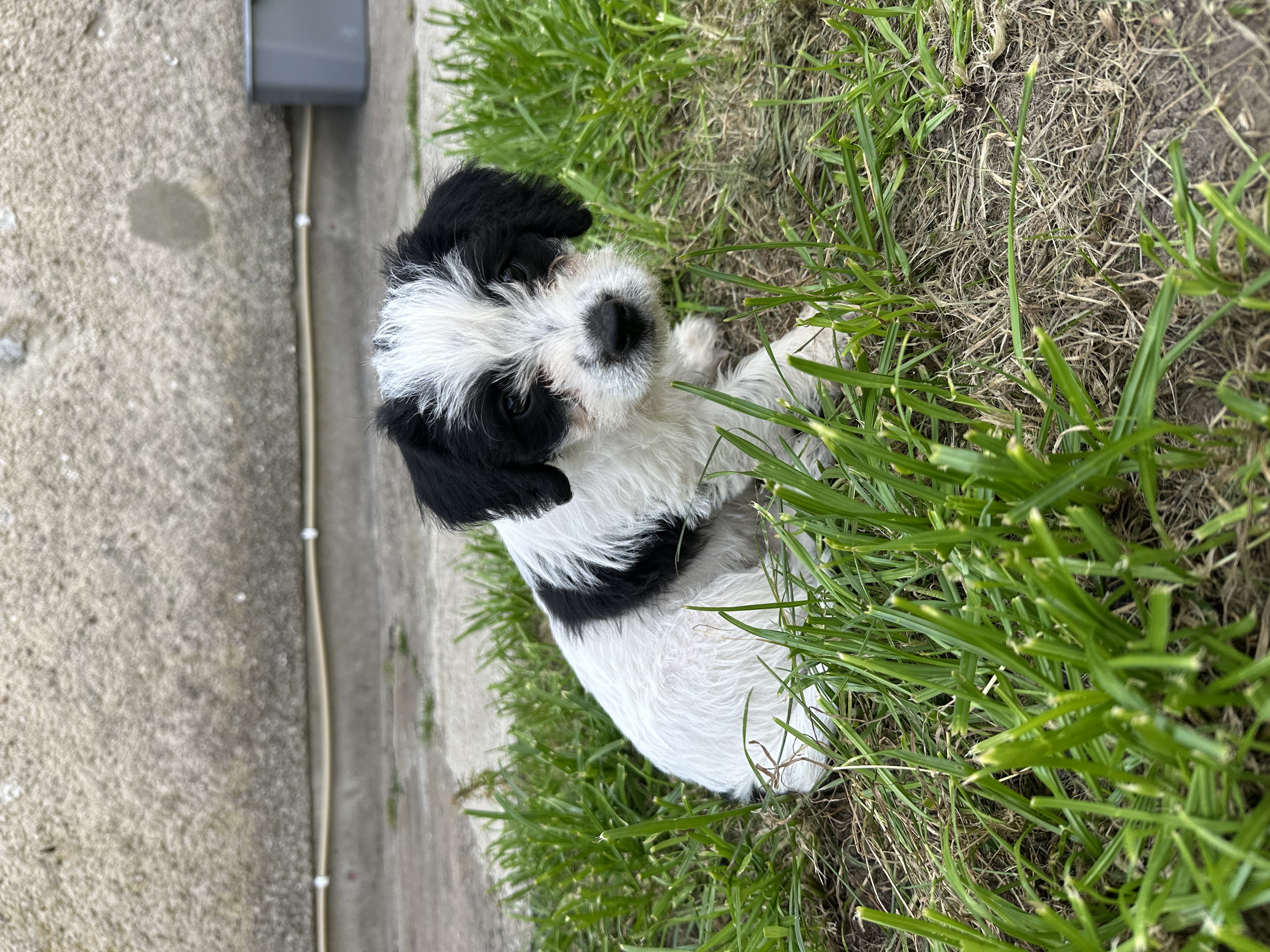 Dog Image
