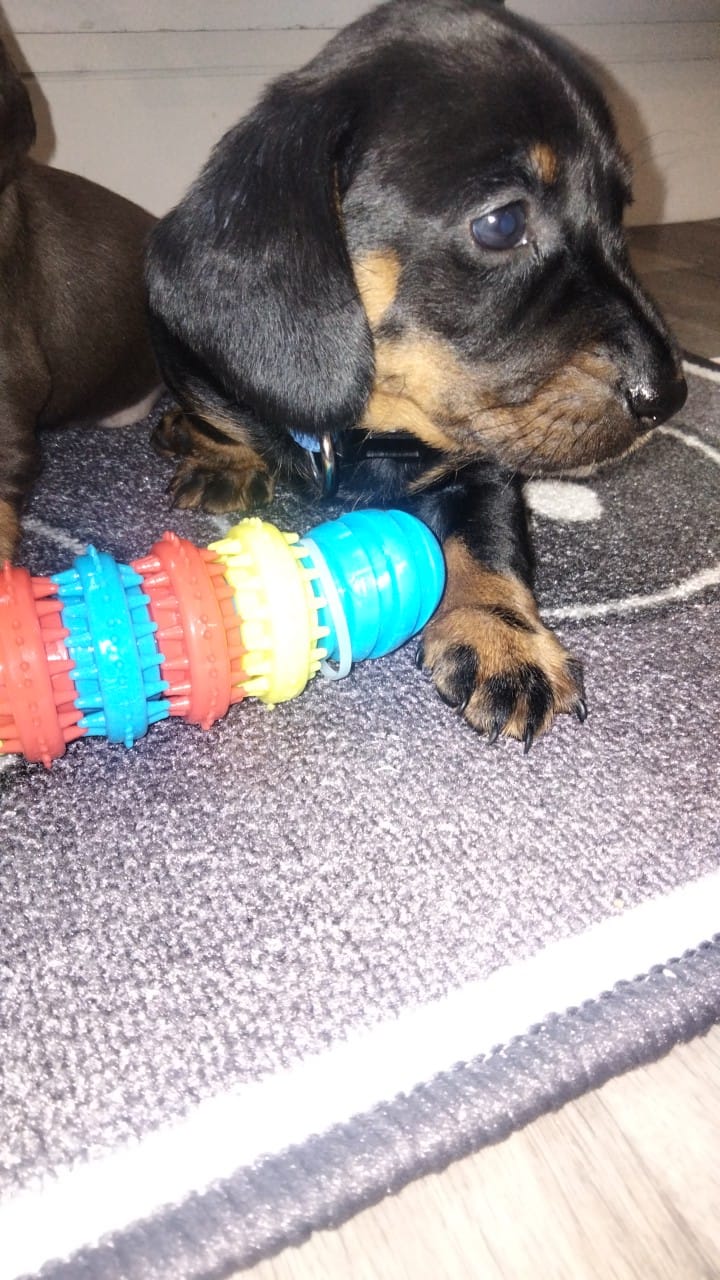 Dog Image