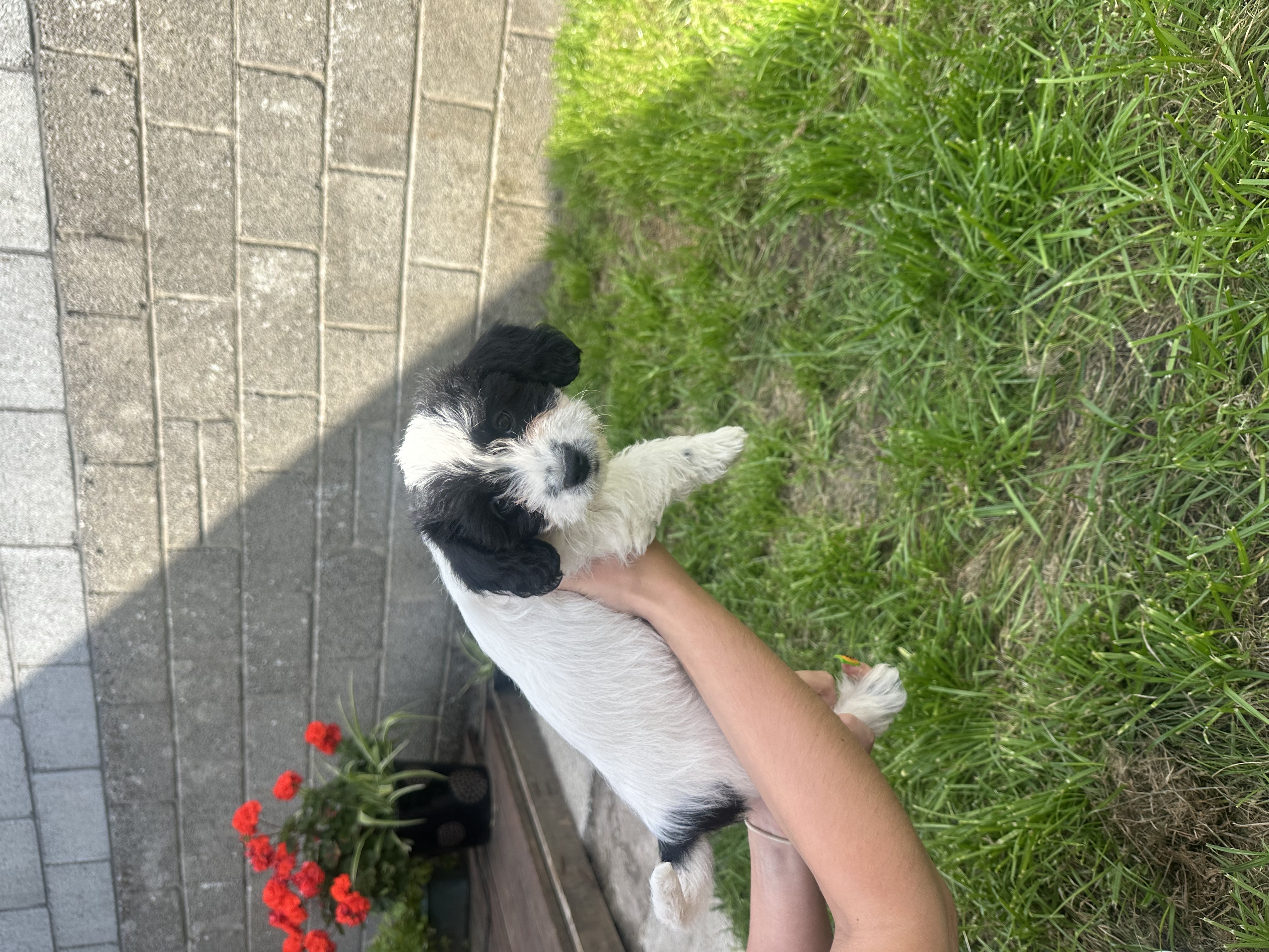 Dog Image