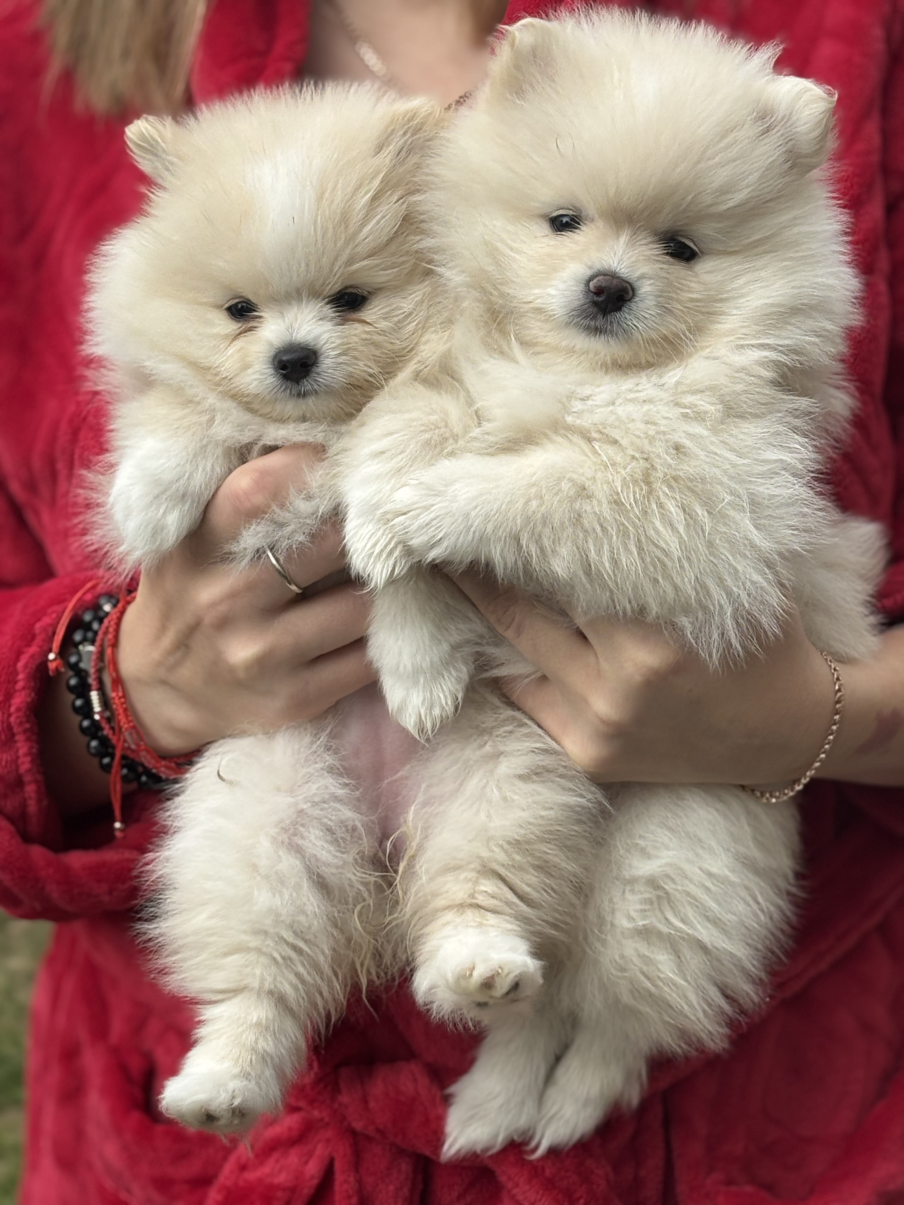 Dog Image