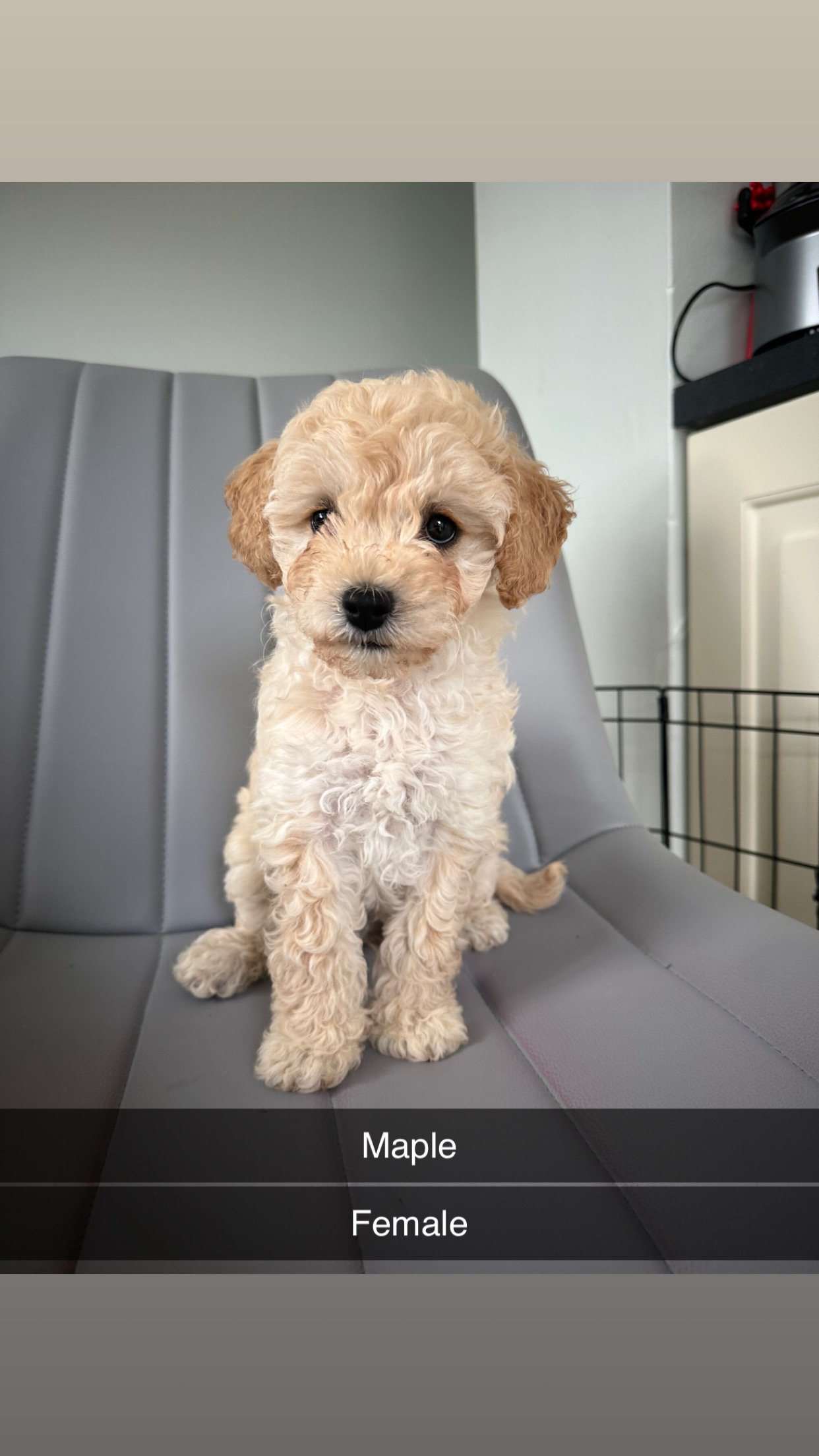 Dog Image