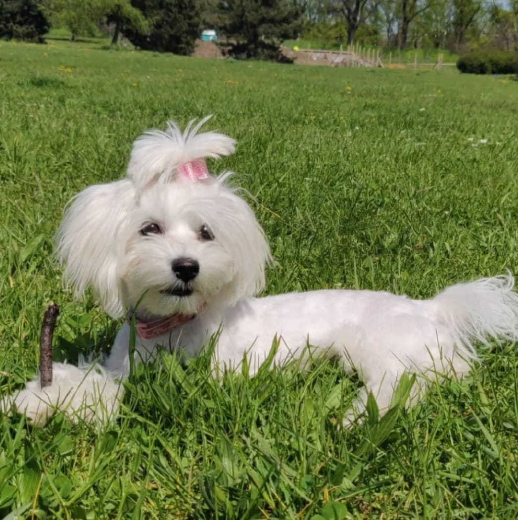 Dog Image