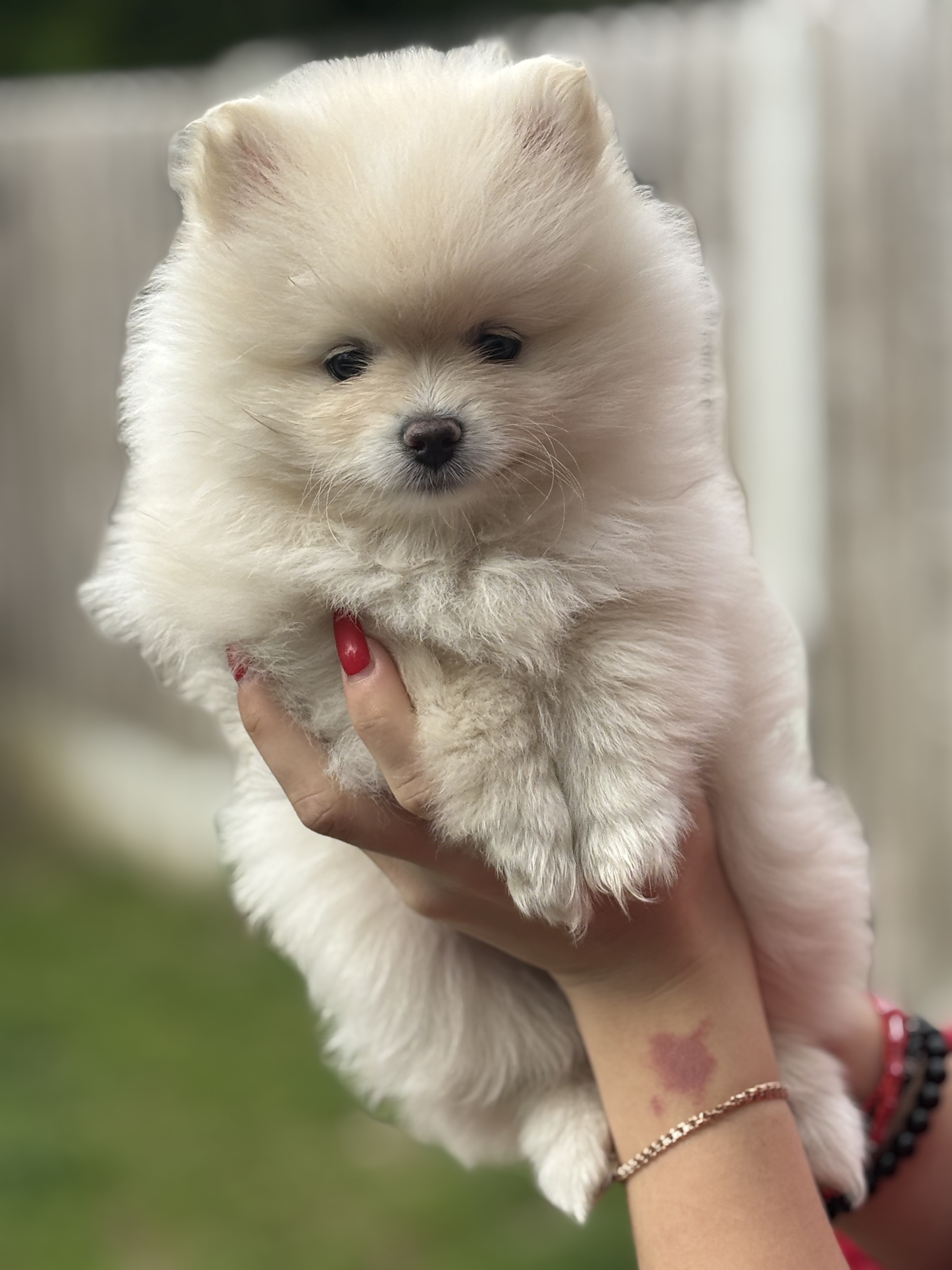 Dog Image