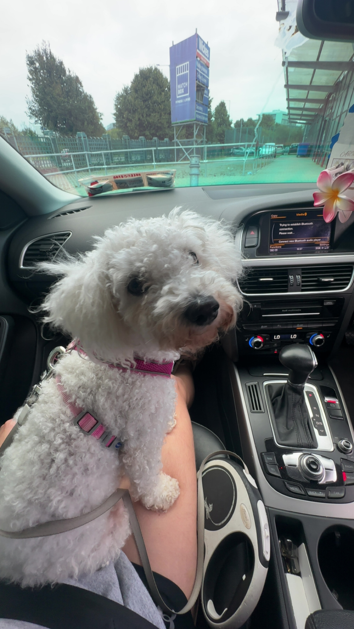 Dog Image