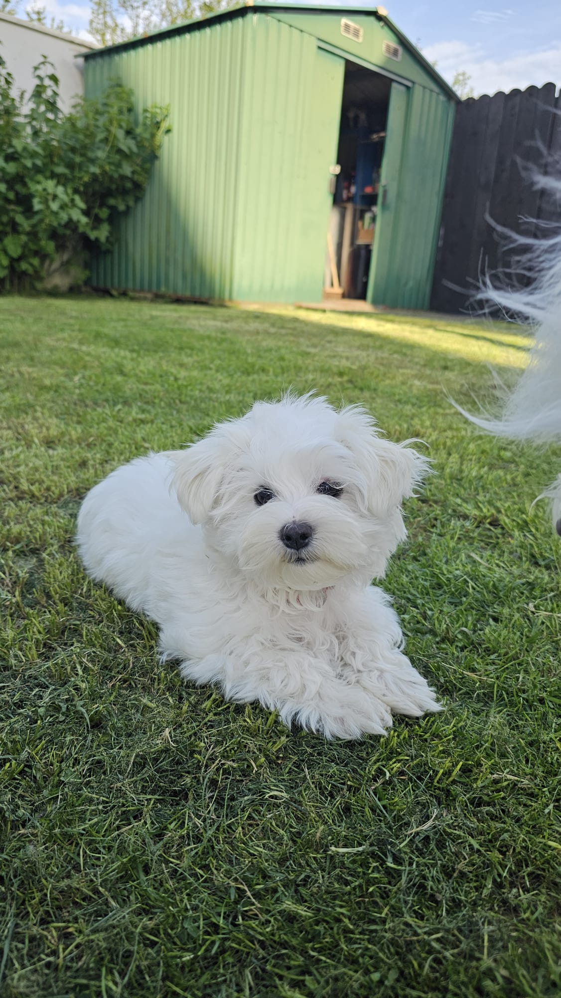 Dog Image