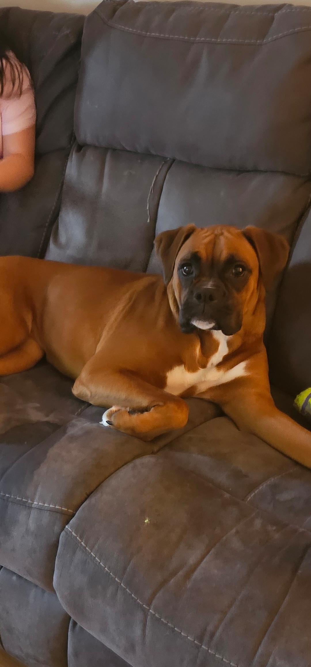 Dog Image