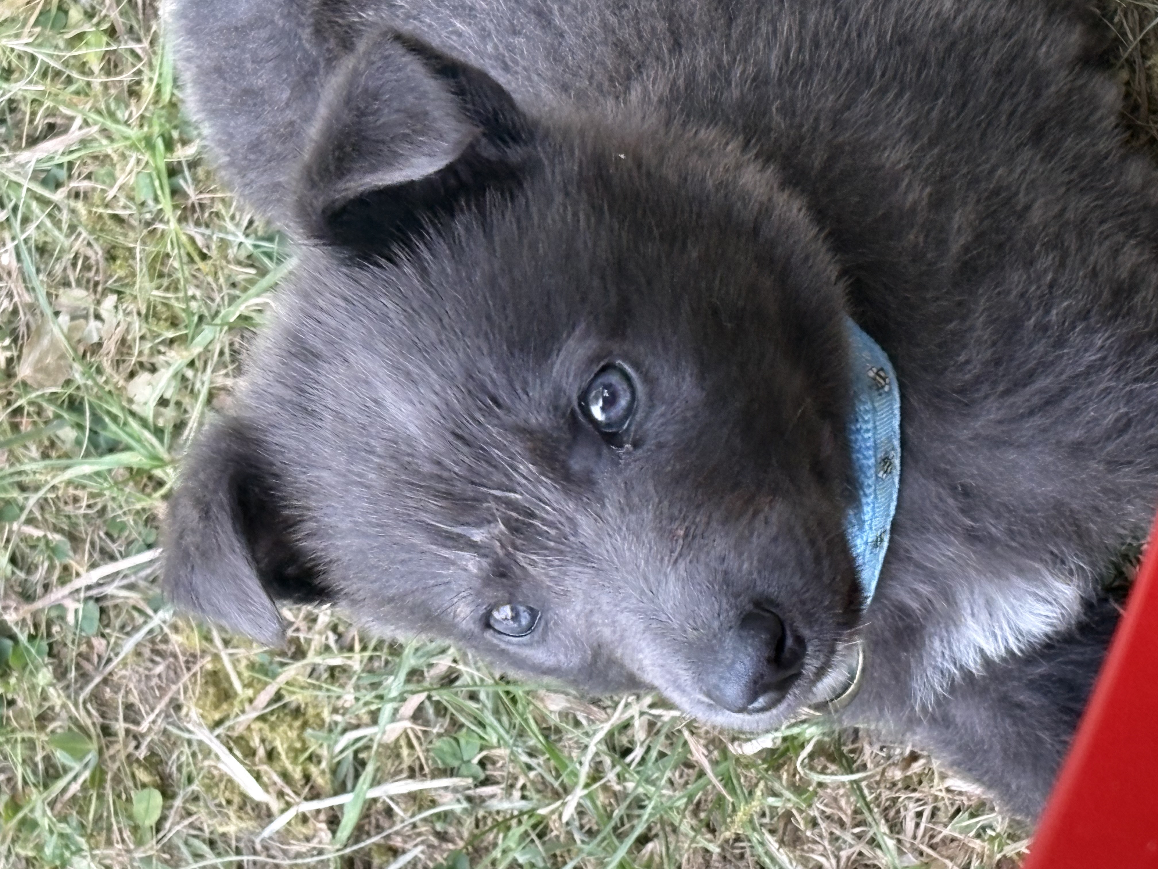Dog Image
