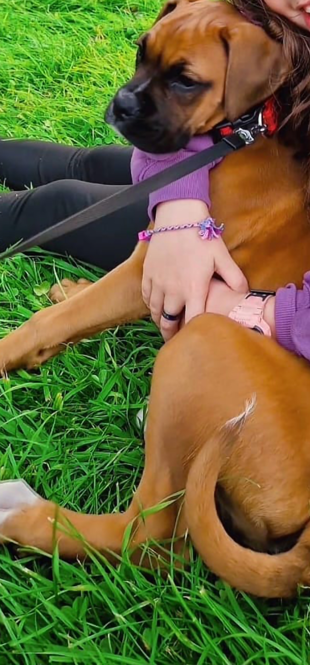 Dog Image