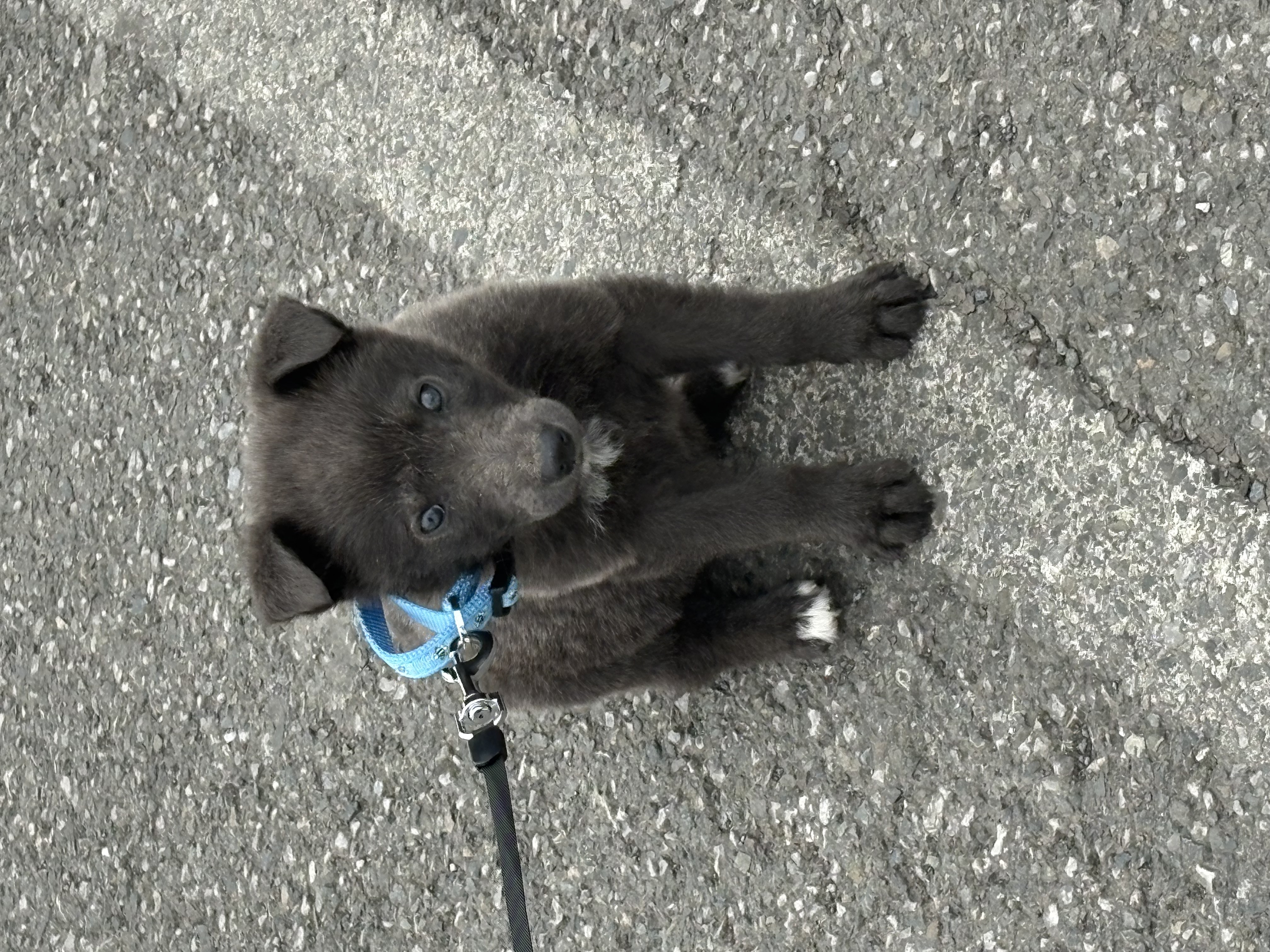 Dog Image