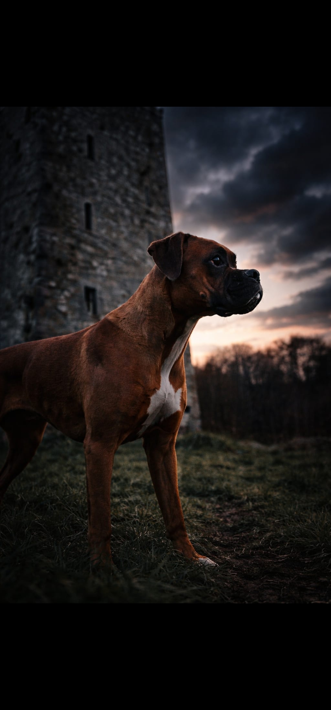 Dog Image