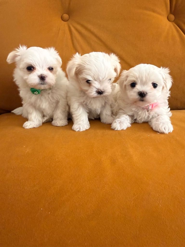 Dog Image