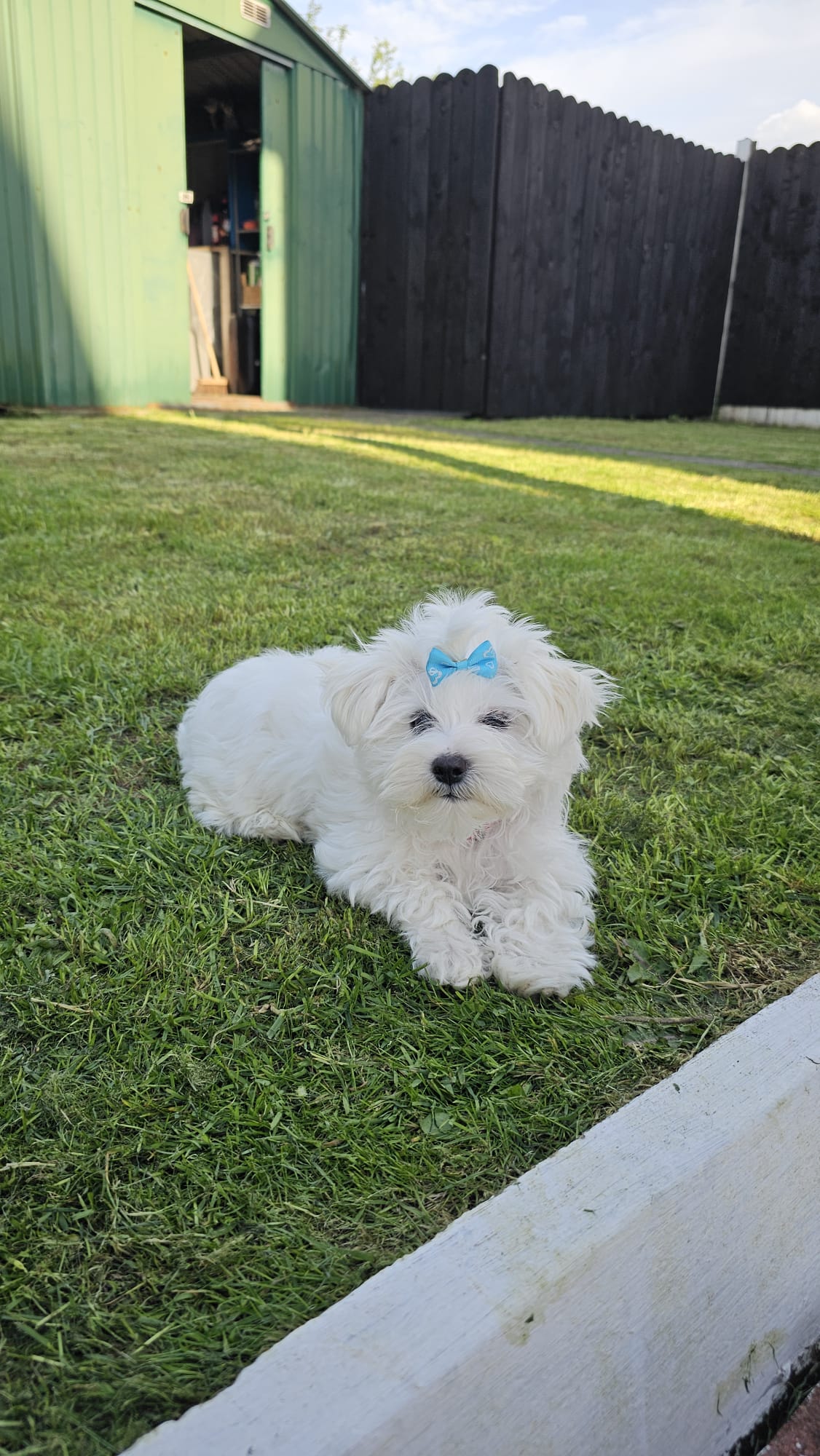 Dog Image
