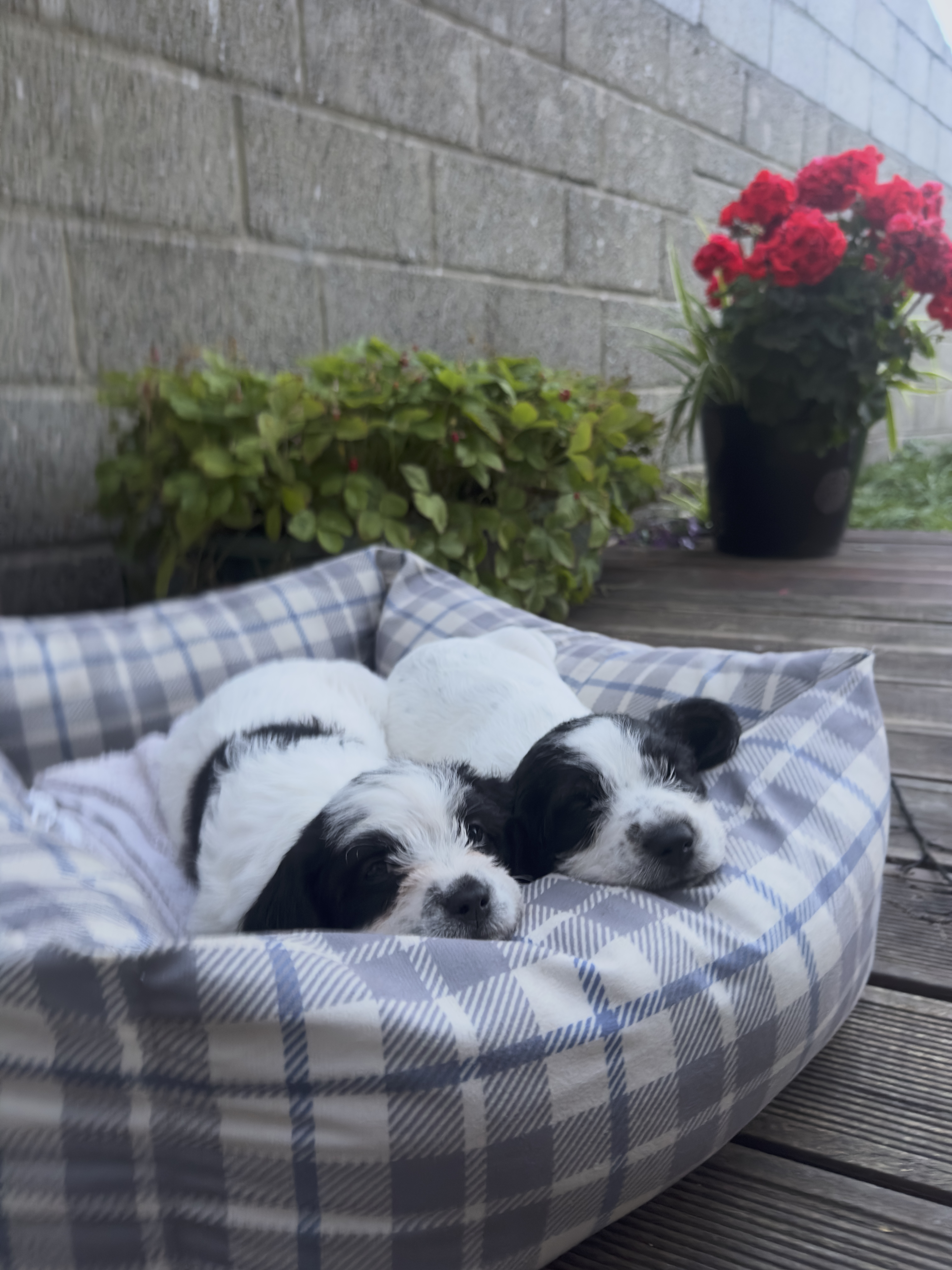 Dog Image