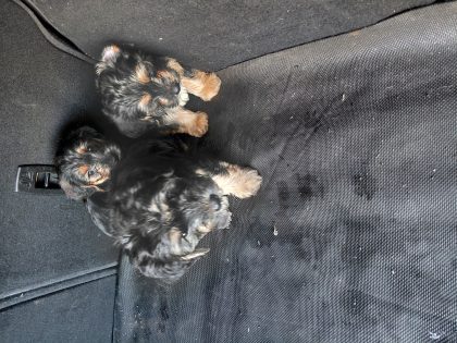 Yorkispoo