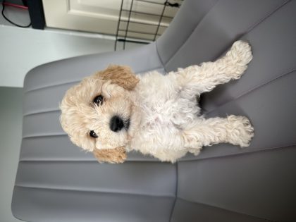 Poochon Pups (Bichon x Poodle)