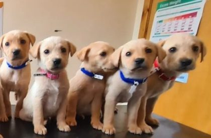 Labrador Puppies for Sale in Callan - Playful Pups
