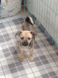 Pug Cross Puppies for Sale in Leitrim