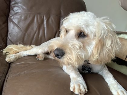 Cockapoo for sale in Castledermot