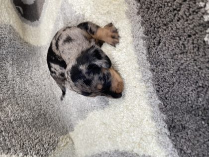 Dachshund Puppies