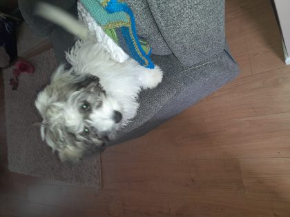 Bichon X Terrier for Sale in Tipperary