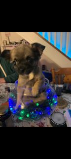 Chihuahua