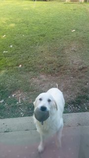 Pure Bred Golden Retriever in Enniscorthy