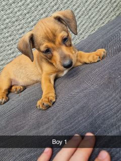 Dachshund Puppies for Sale in Youghal