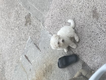 Bichon Frise Puppies for Sale in Cork City