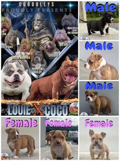 American Bully Pockets for Sale in Kerry