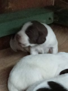 Springer Spaniel Puppies