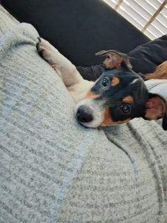 Jack Russel