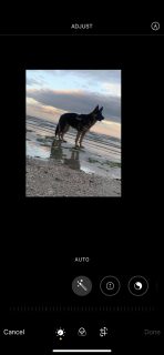 German Shepherd for Sale in Swords - Loving Companion