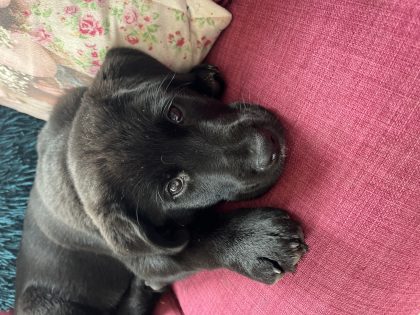 Labrakita Puppies for Sale in Castlecomer