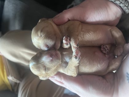 F1 Cockapoo pups for sale