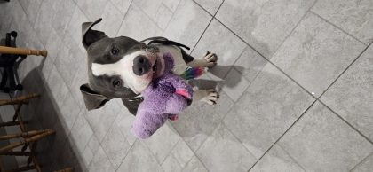 American Bully