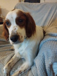 Lovely Setter